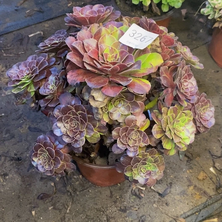 花月夜多肉断头不包3267