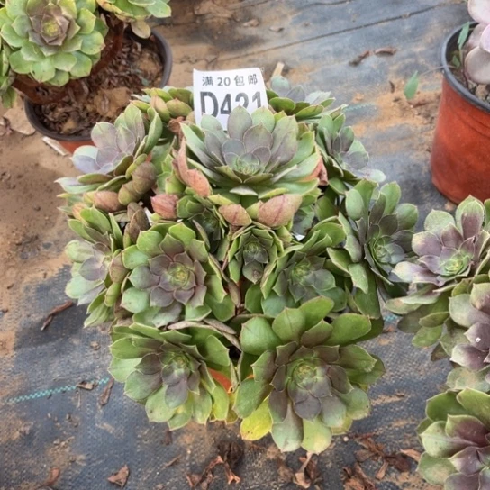 421万圣节不包断枝