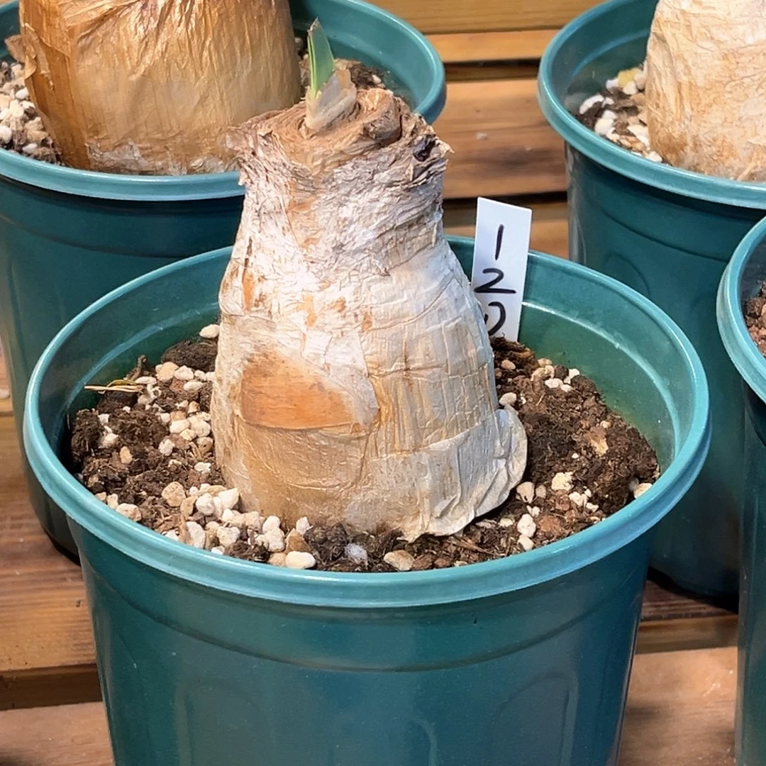 潮流植物产地巨凤之卵，120