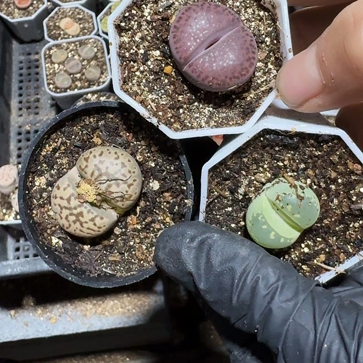 生石花11111。    155