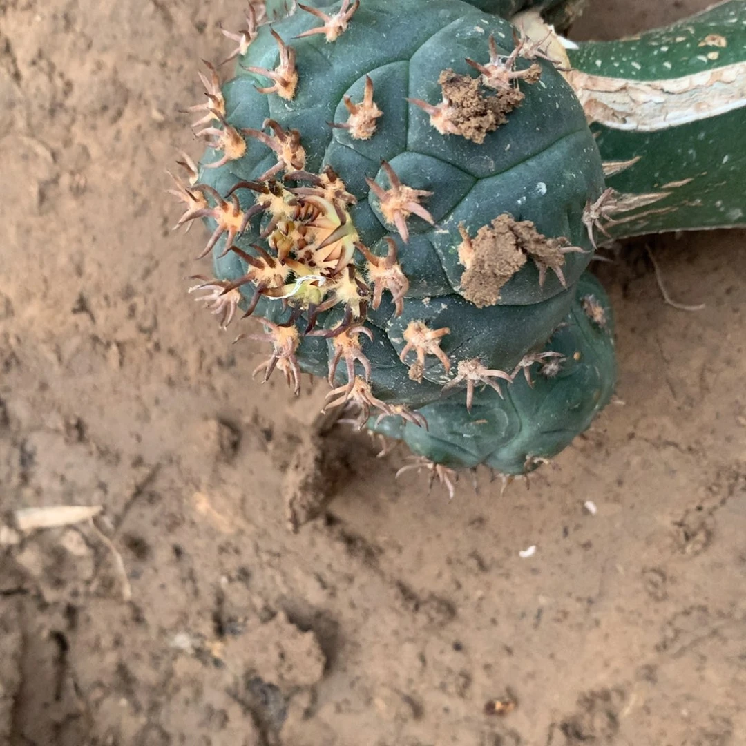 q***m1颗兜美美美美美美