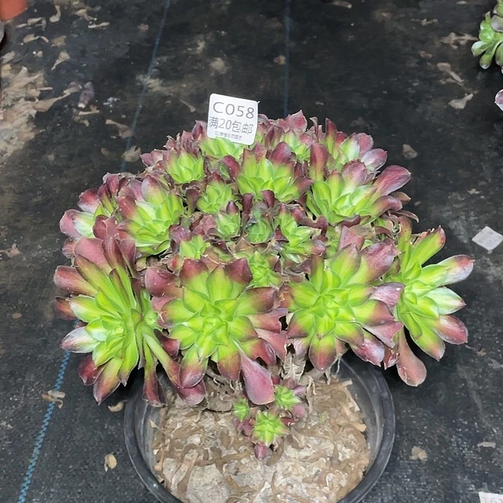 058韶华多肉法师有伤