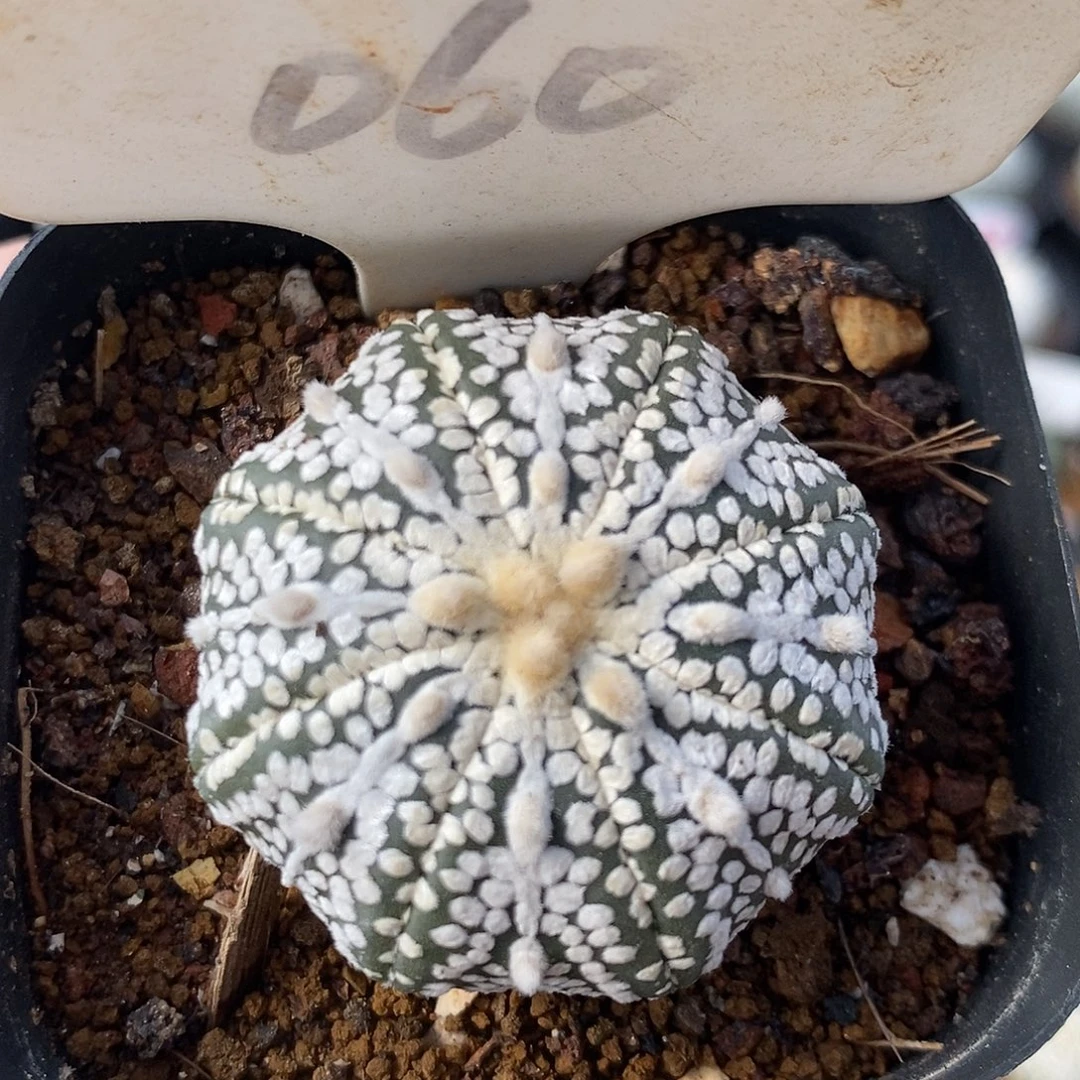 060奇迹兜系列产品