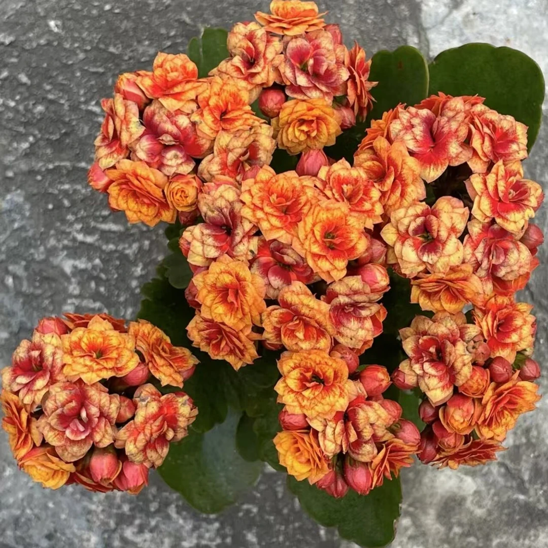 【银丝雀】重瓣长寿花渐变色110盆