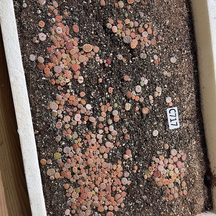 生石花整框脱土发货不售后