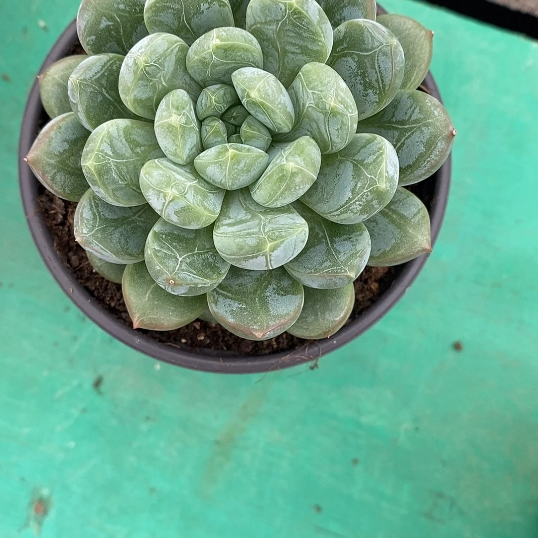 百达翡翠 一物一拍