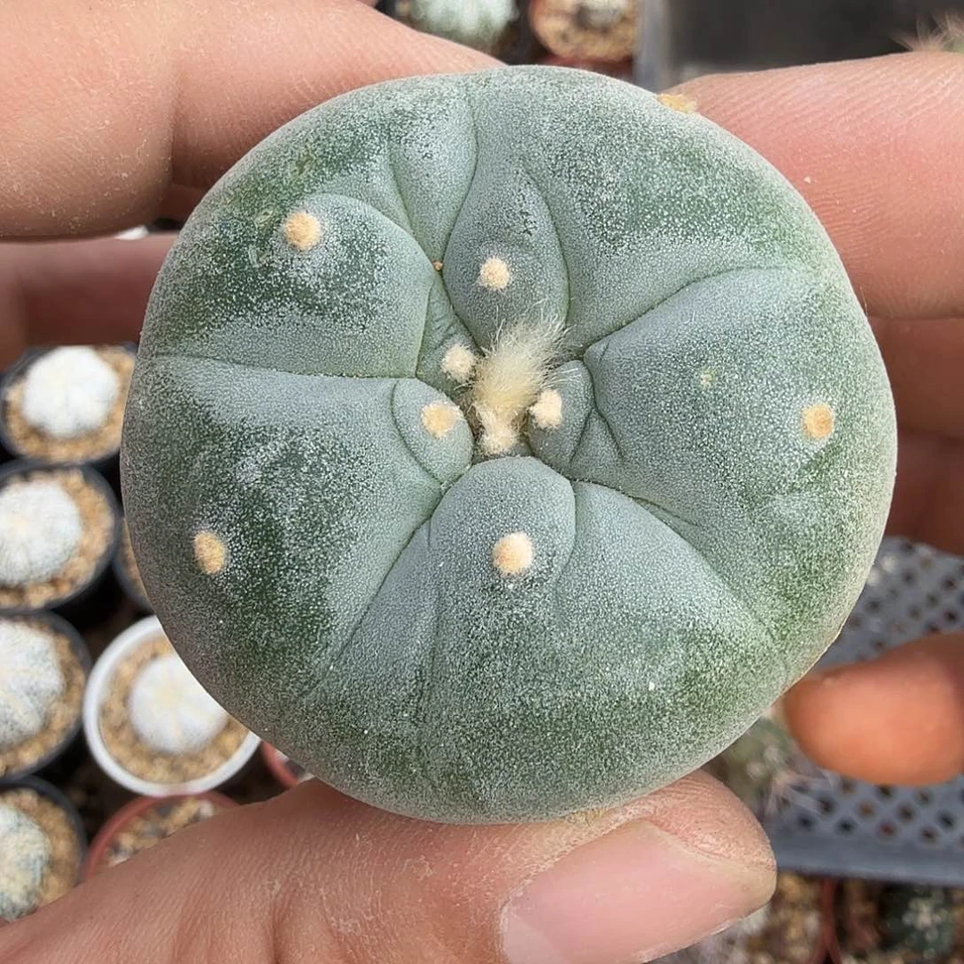 大有佛头多肉植物