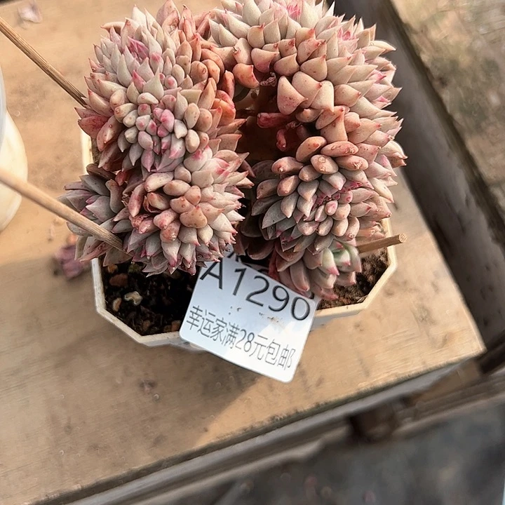 幸运的是我的朋友们