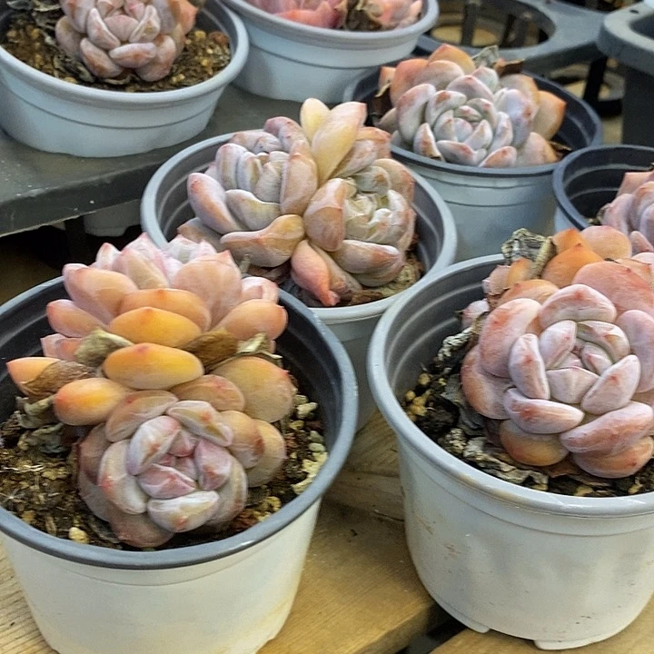 双头，石榴籽星影，90盆