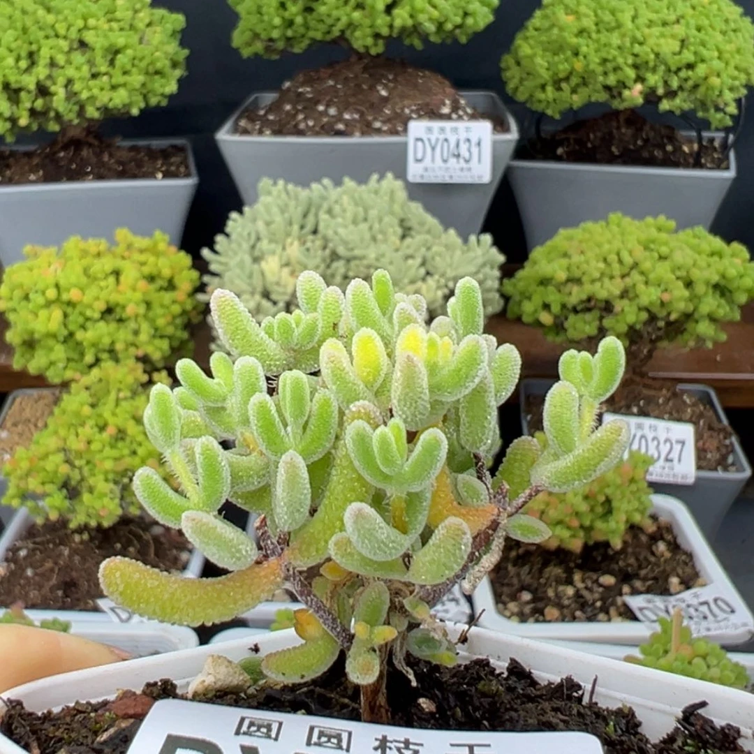 【闪购商品】花*蓉dy0453实生晶荧冠幅4.5cm