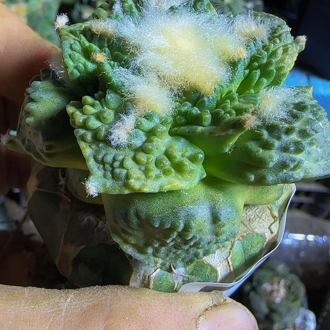 哥斯拉锦531仙人球