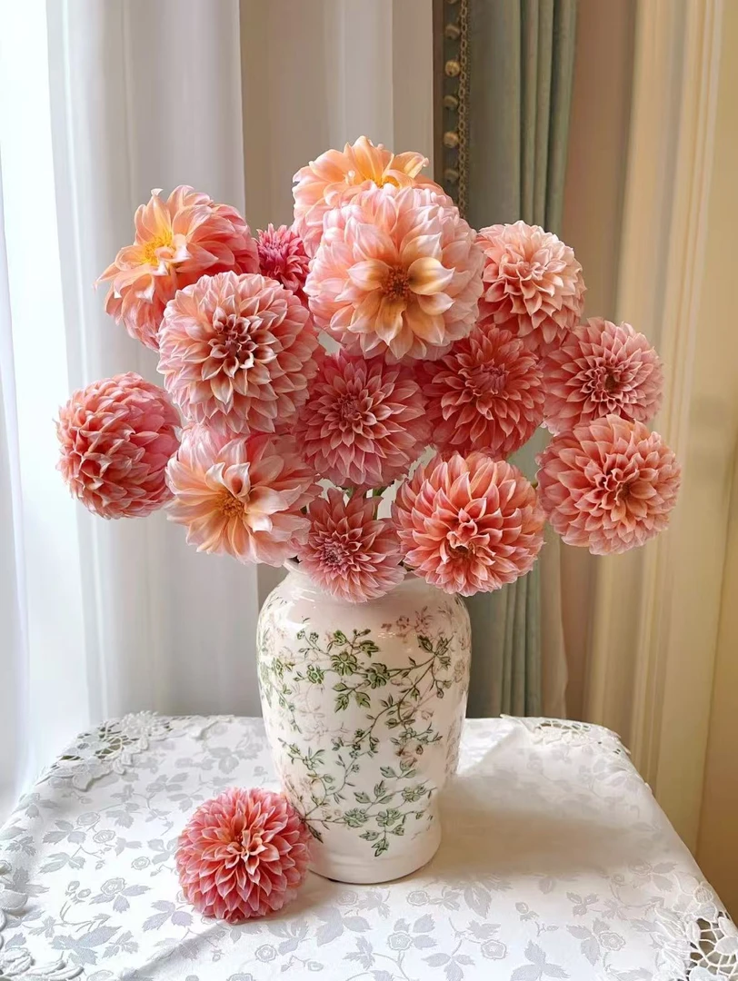 奶油桃子大丽花  鲜花 收到需醒花  0°以下要拍保温棉揽收无法退