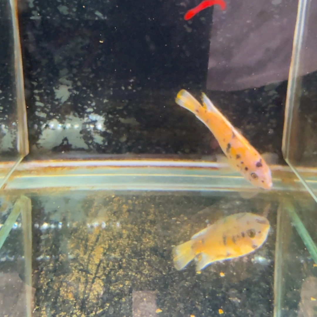 慈鲷820果酱猫。