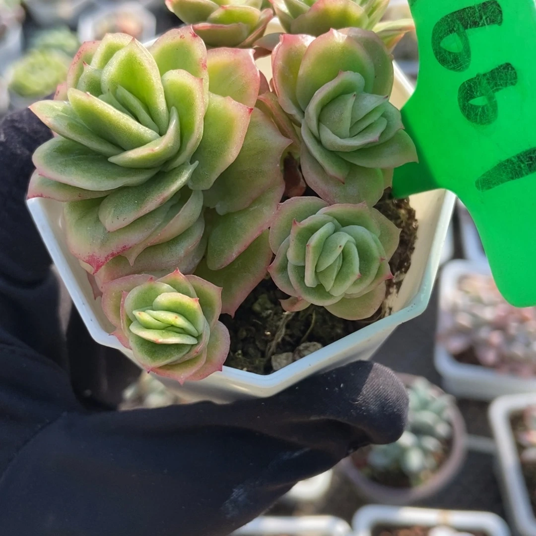1661冰玫瑰锦多肉植物