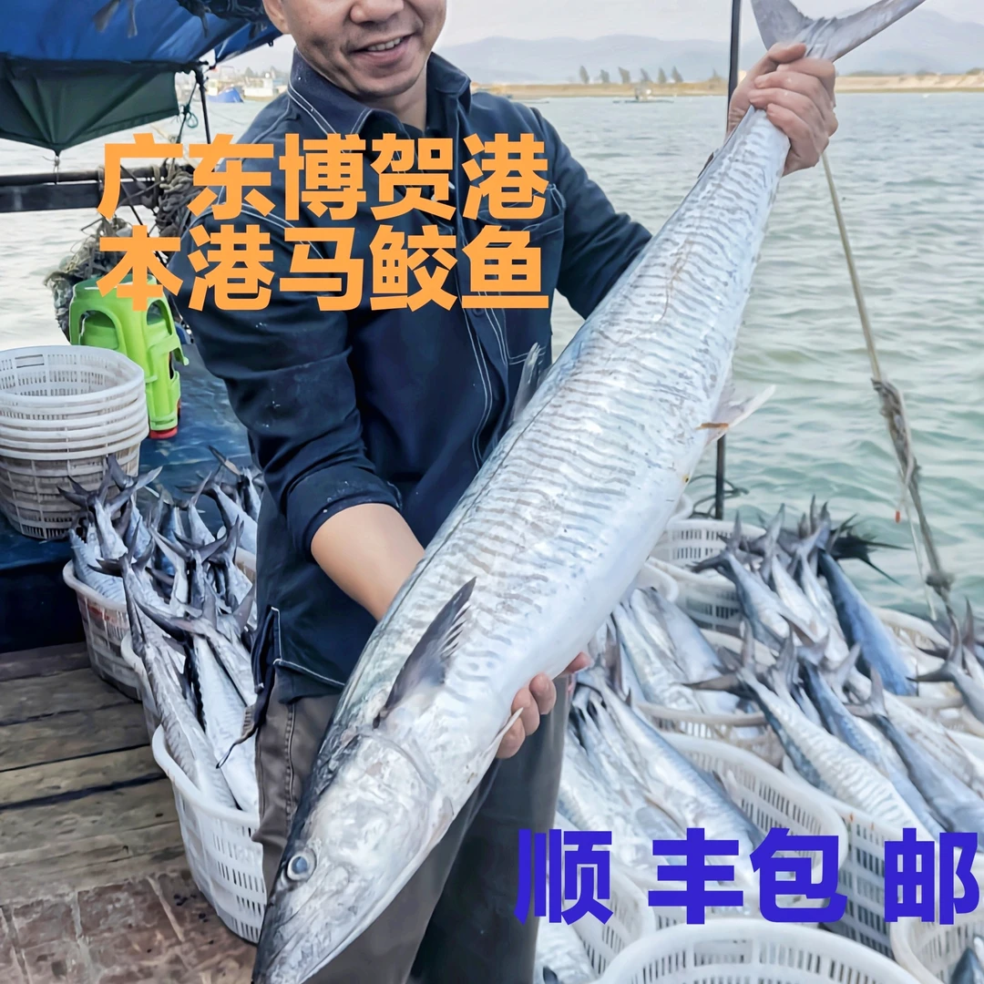 【马鲛仔海产】5斤正宗马鲛鱼海鲜整条切片新鲜速冻顺丰包邮博贺港炸鱼