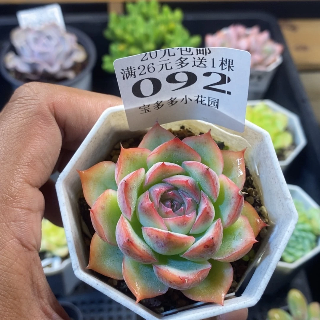 侧影一物一拍满20包邮满26多送一颗多肉