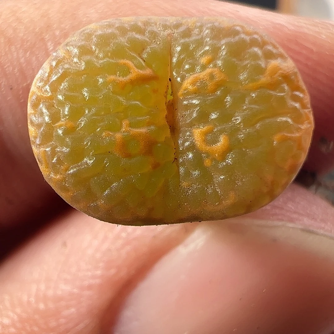 一物一拍。    908