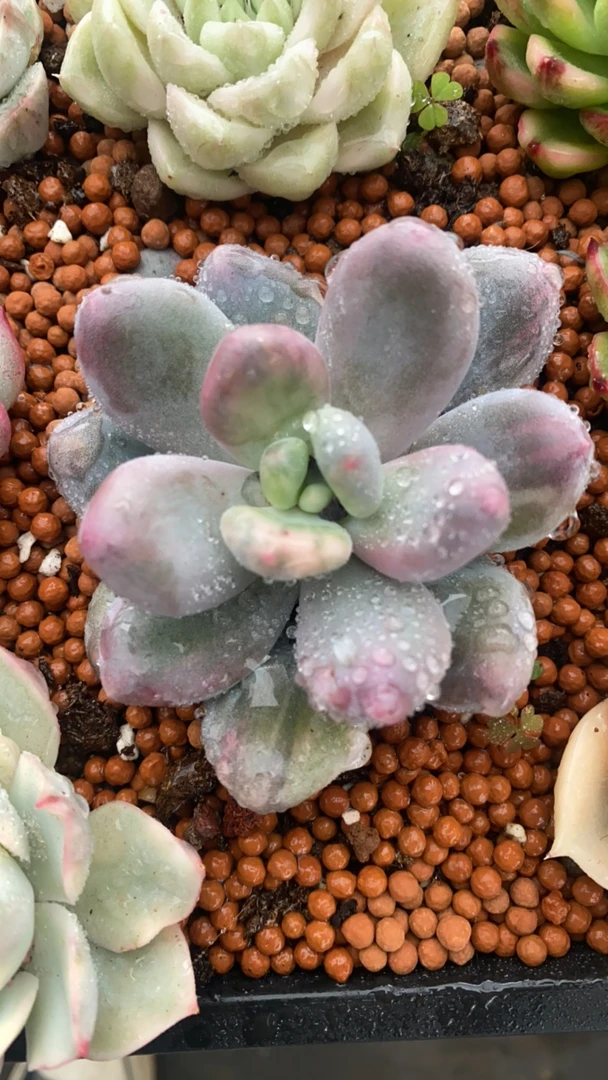 奶酪锦多肉福利多肉