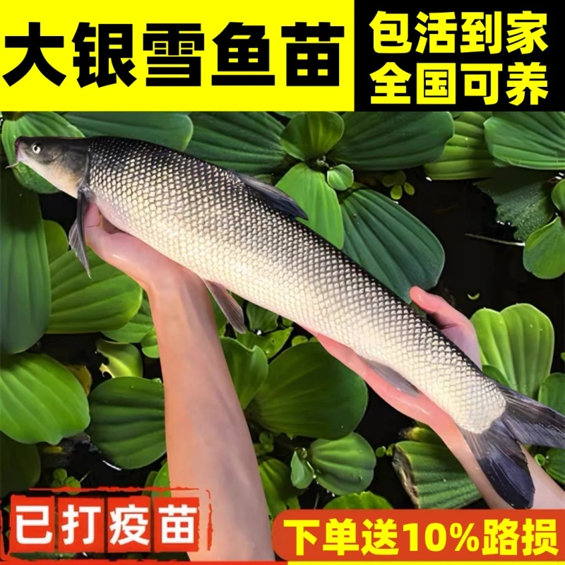 优质银鳕鱼苗冷水淡水鱼好养耐活可观赏食用