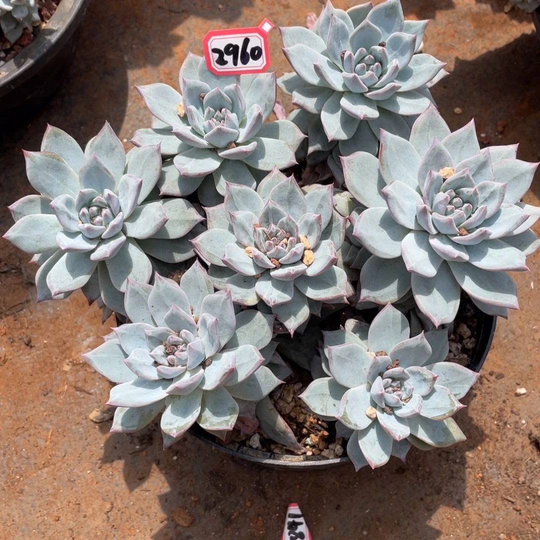 粉蓝鸟有砍2960晓晓一物一拍