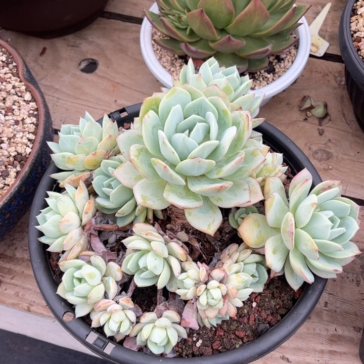 恋曲一物一拍多肉