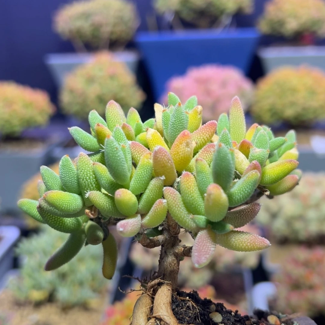 【闪购商品】d597提根实生玉米小老桩