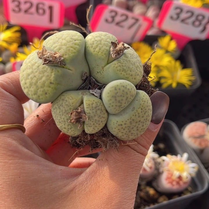 332号88888888888888