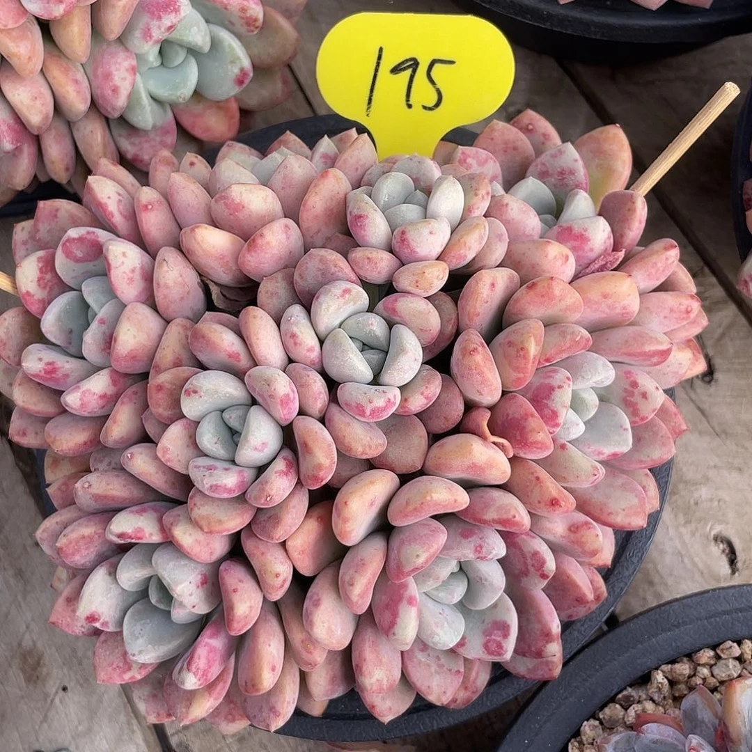 花斑鹿群生多肉植物195