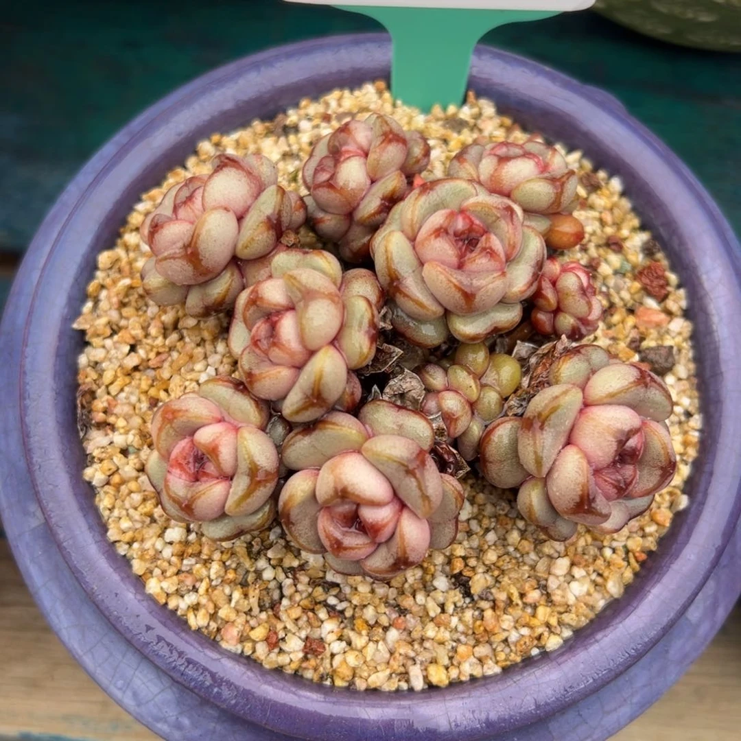 从前慢多肉精选编号0207.5