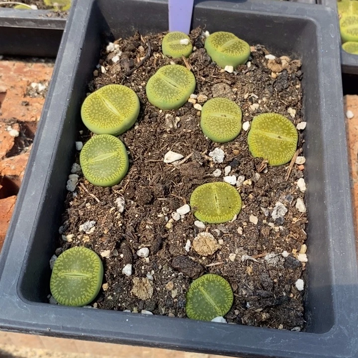 蕉****生石花等植物的生长446