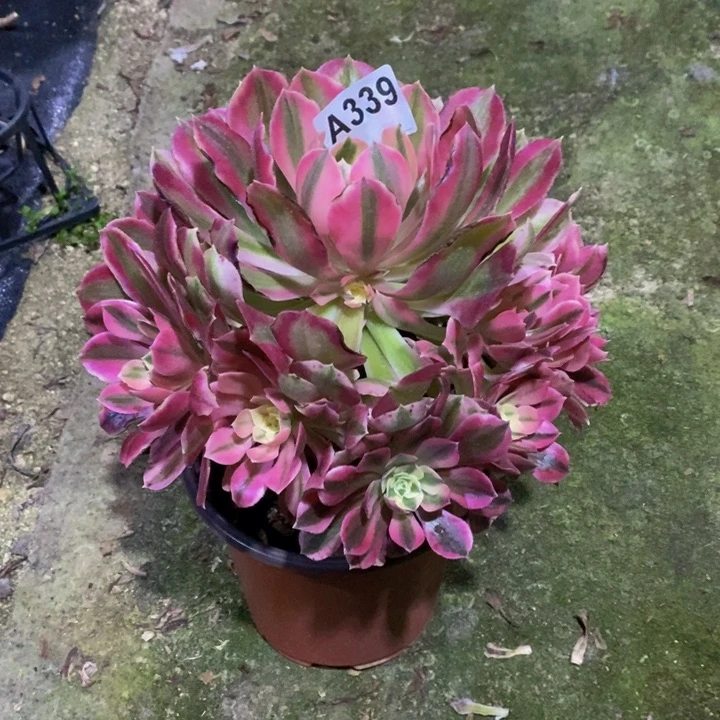 女巫多肉植物339