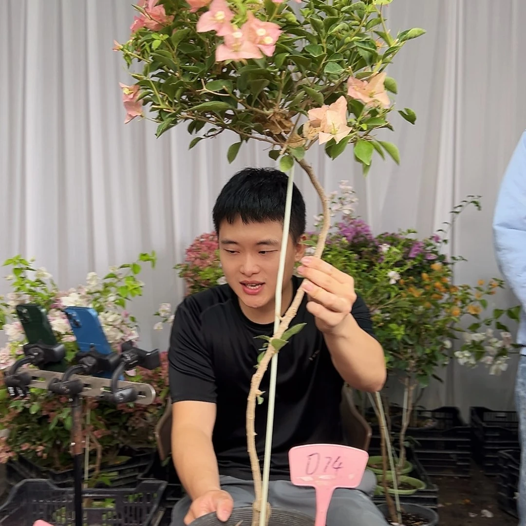 小***缺当前无花栽培后可以开花D74卡亚塔