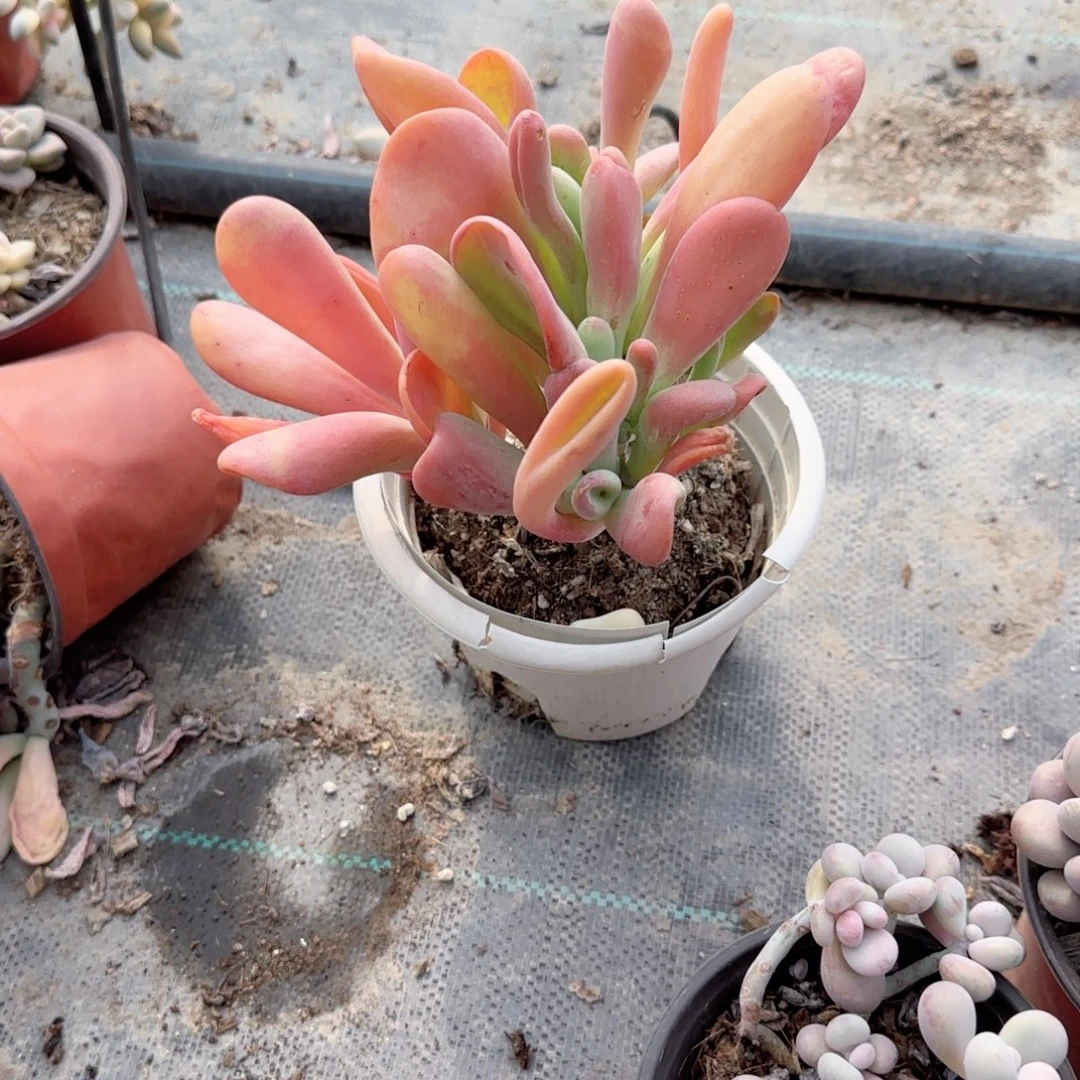 无花朵火狐狸老桩