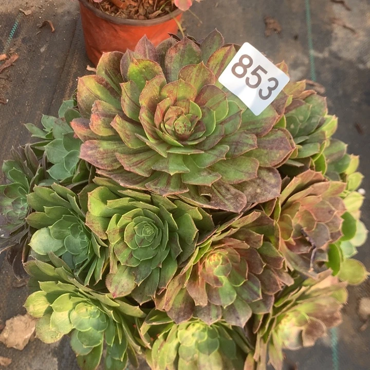 853万圣节多多肉植物