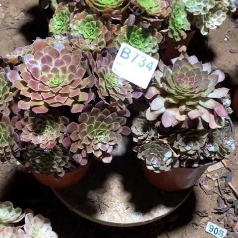 D***d734三颗法师多肉植物