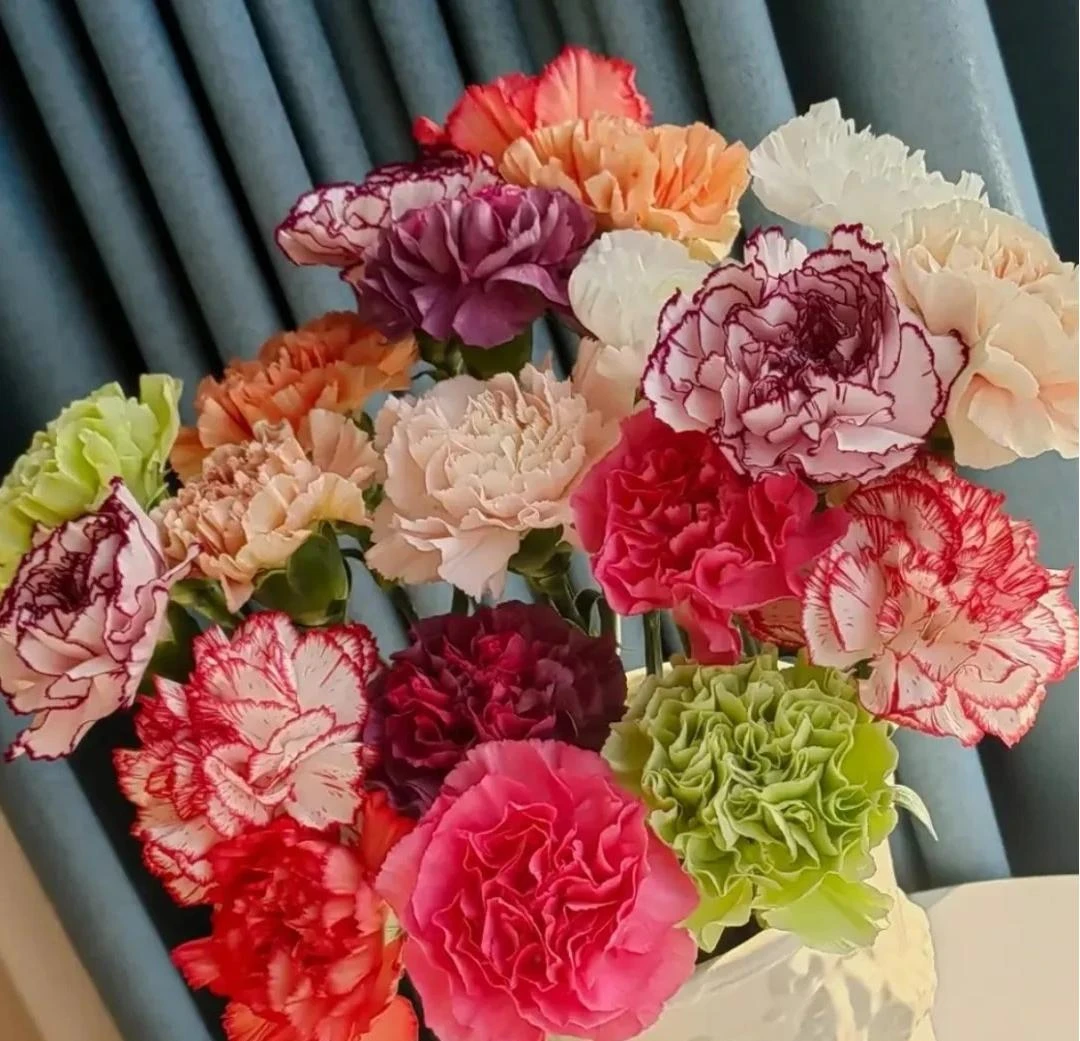 混色单头康乃馨云南鲜切花 花期超长