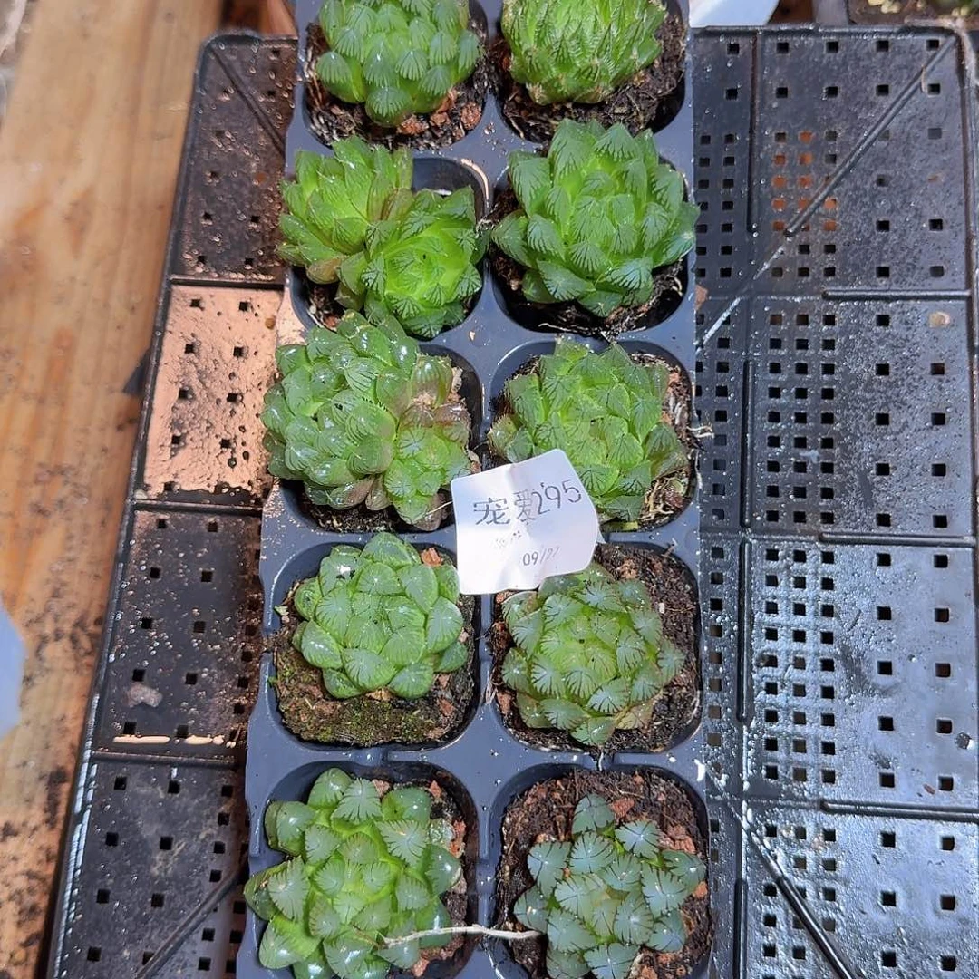 直播福利一物一拍295