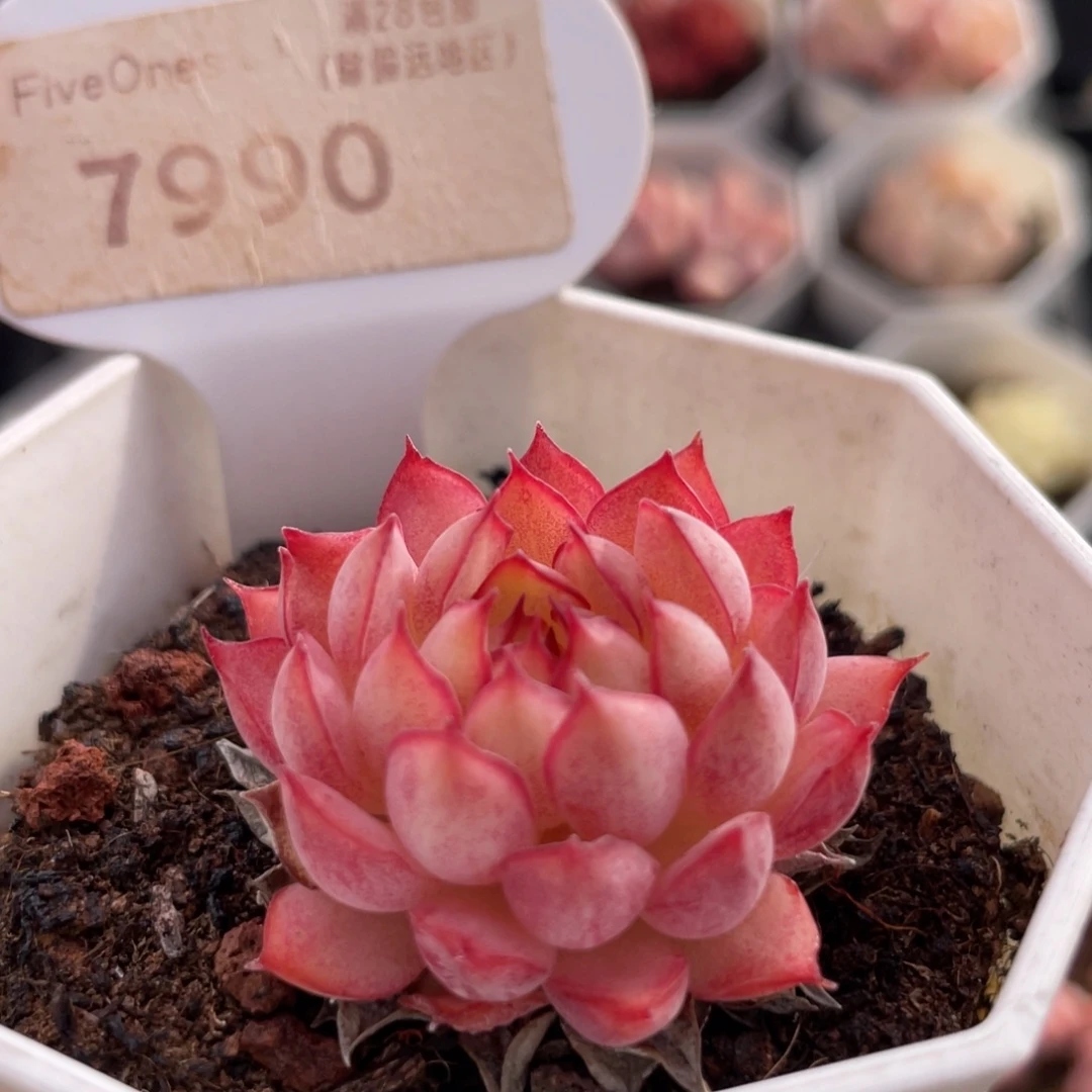 梦幻玫瑰7990-3.5厘米