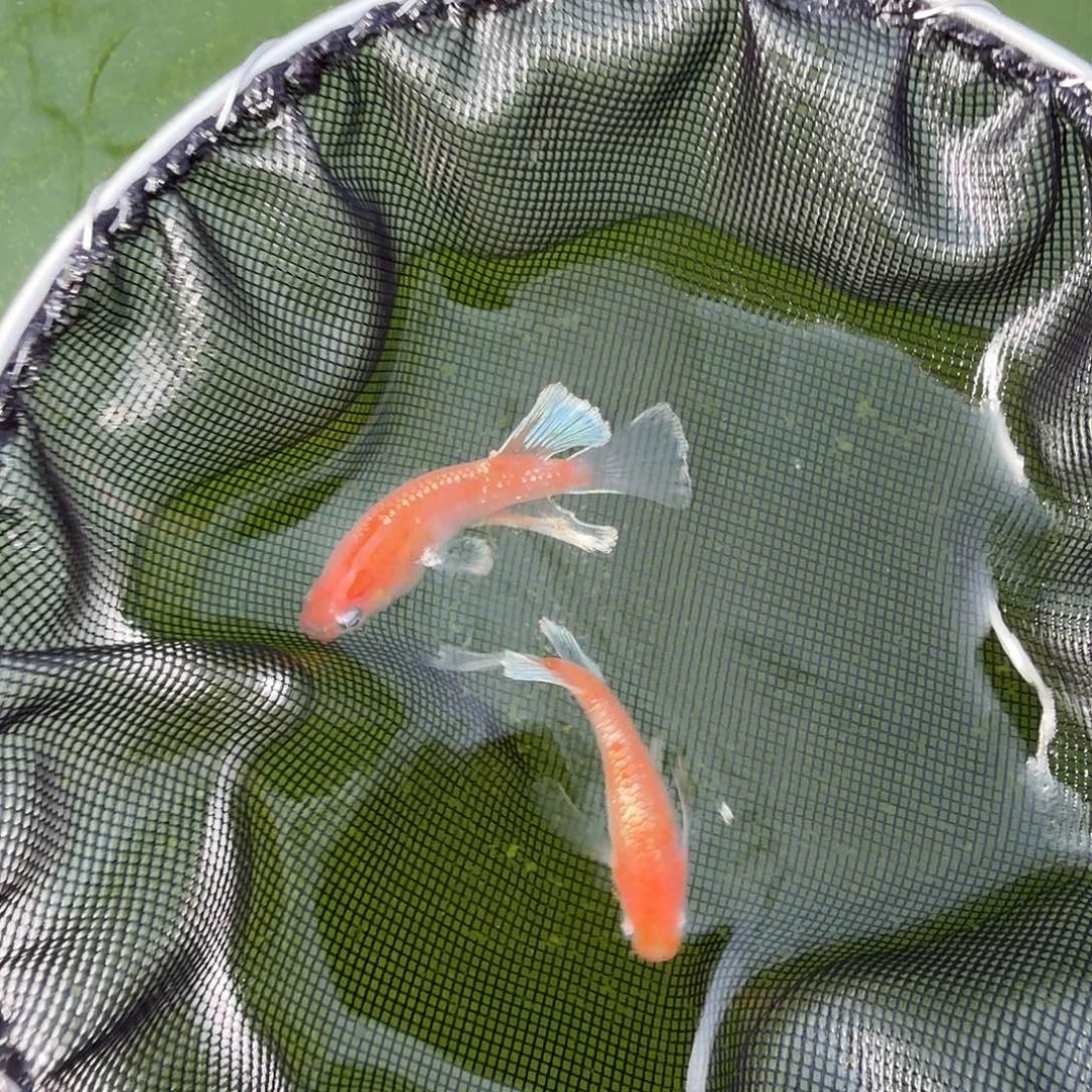 青鳉鱼编号 1 林血红赤壁真长鳍一对