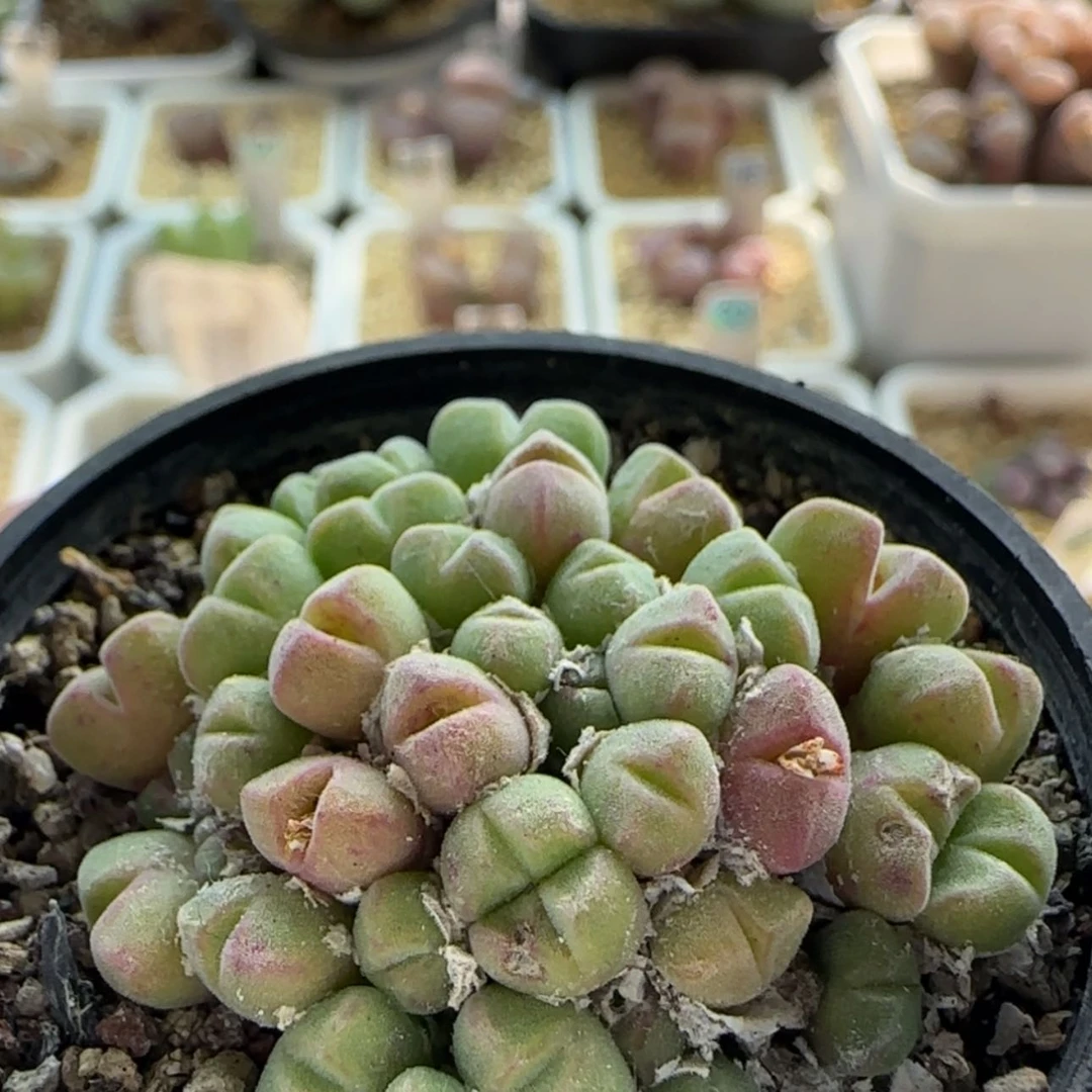 【闪购商品】0477小米雏粉粉哒哒