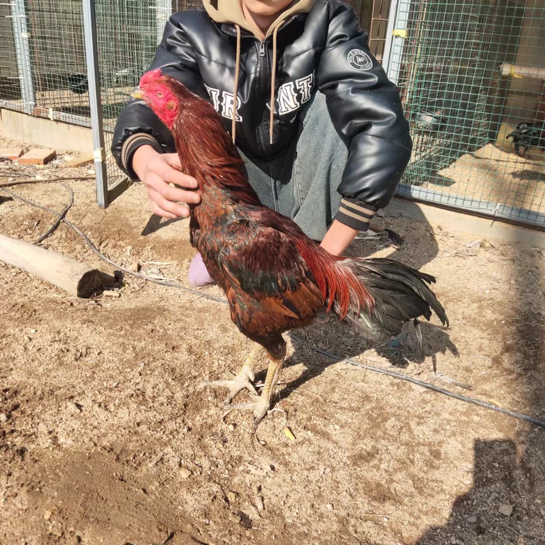 败口落火吃肉斗鸡冰鲜冷藏发货宠物鸡专用链接现拍现选，1鸡1拍