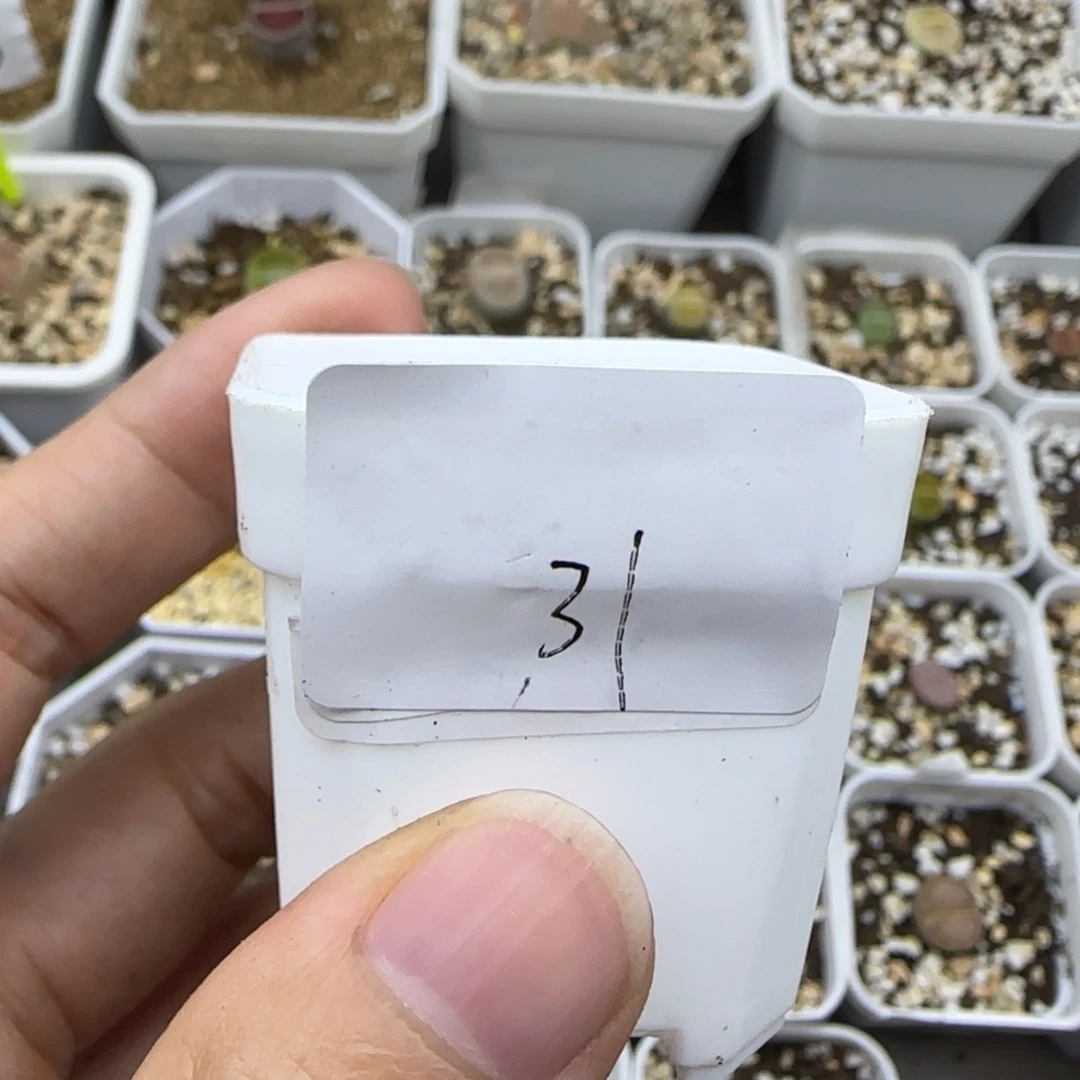 31盲盒超漏30包邮