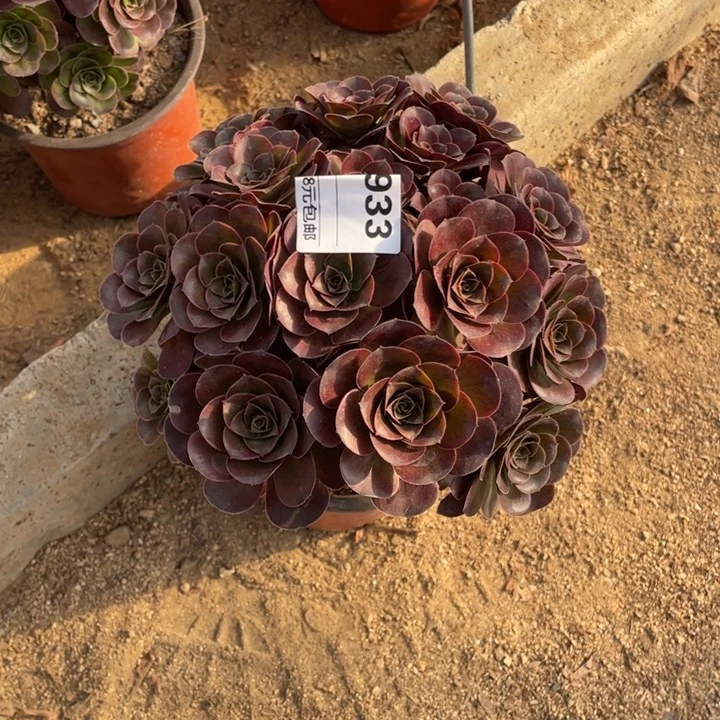 多肉魅金玫瑰朵朵933