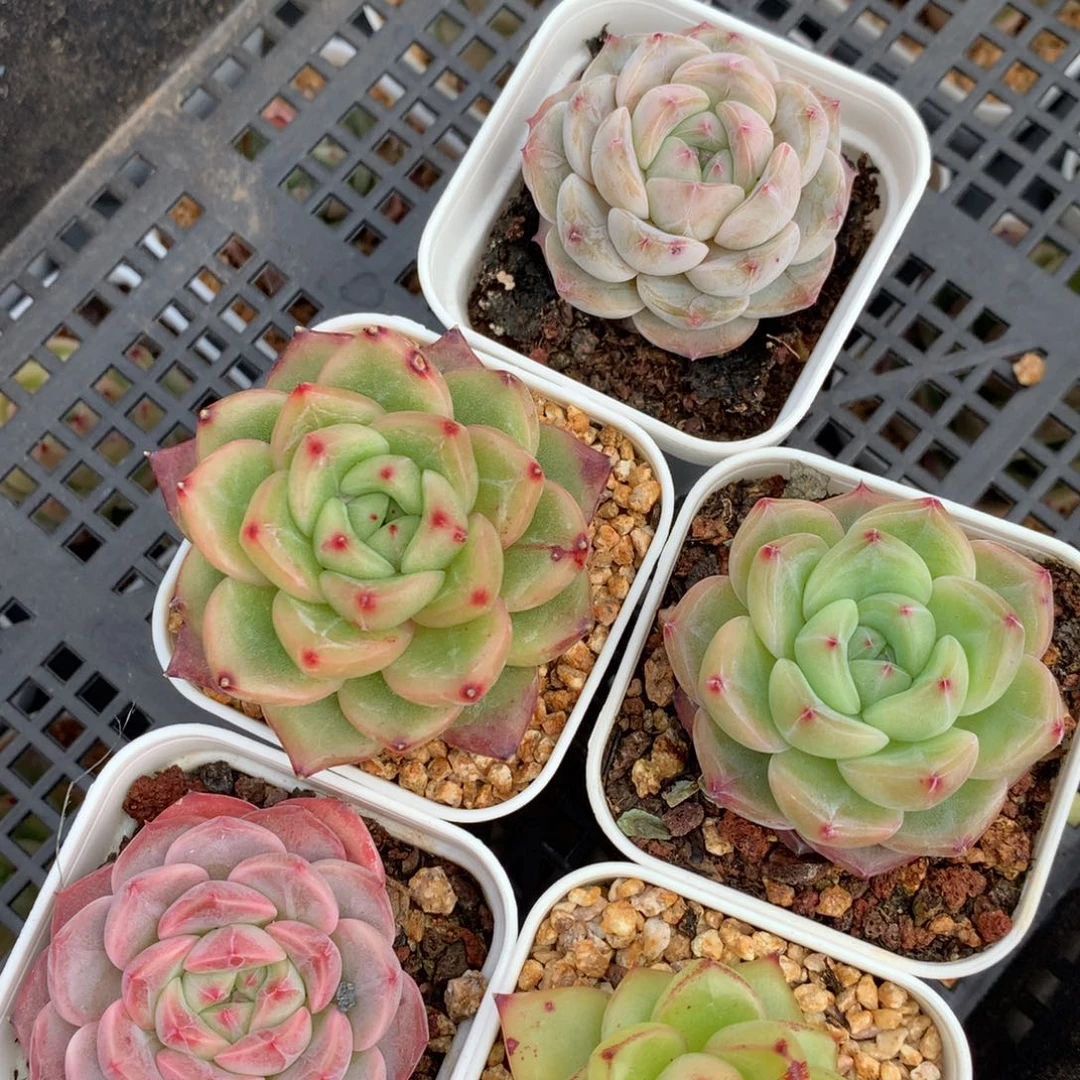 0203-102 珍妮优选5颗