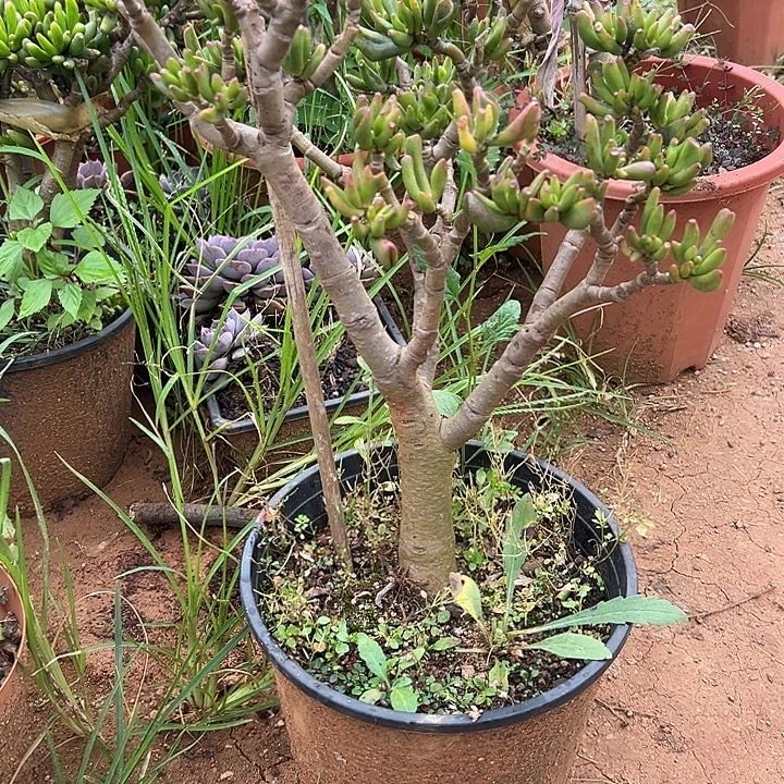 纸***鸢多肉植物实物直播实物118