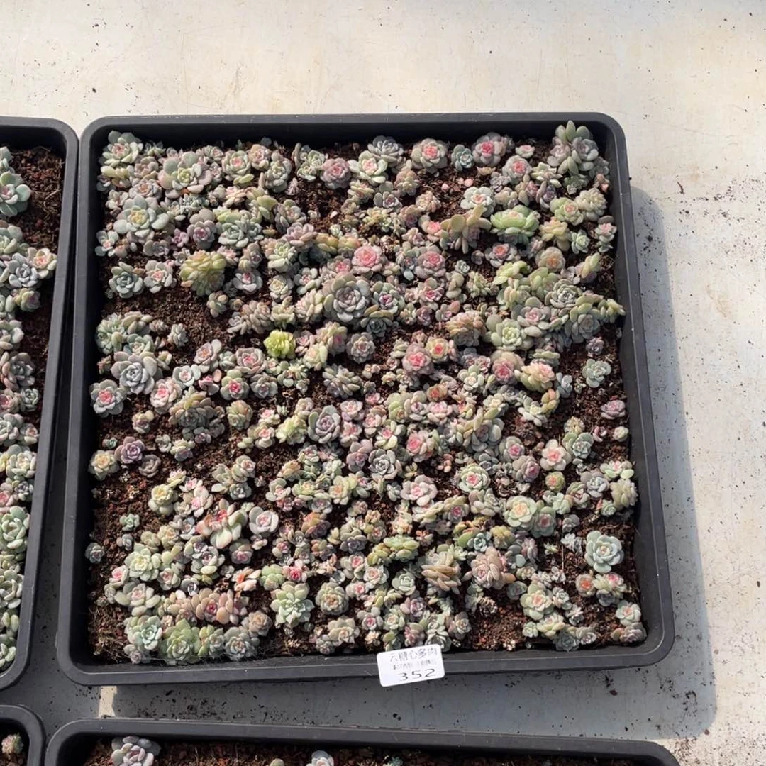 *****云糖心多肉植物352