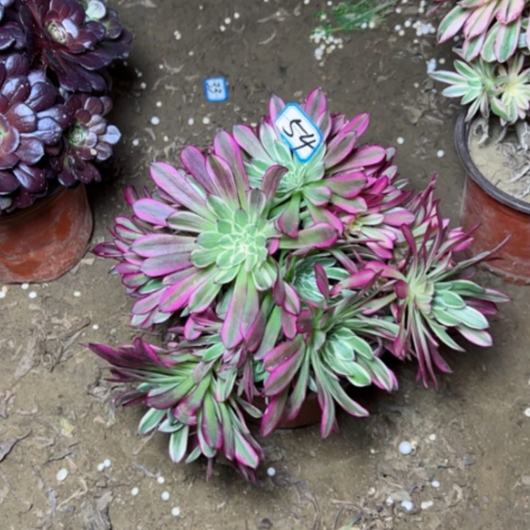 【闪购商品】我****你多肉植物天合54