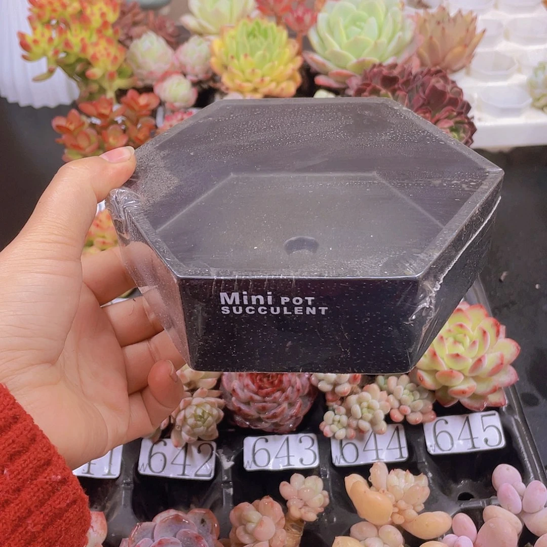 多肉无土栽培多肉植物