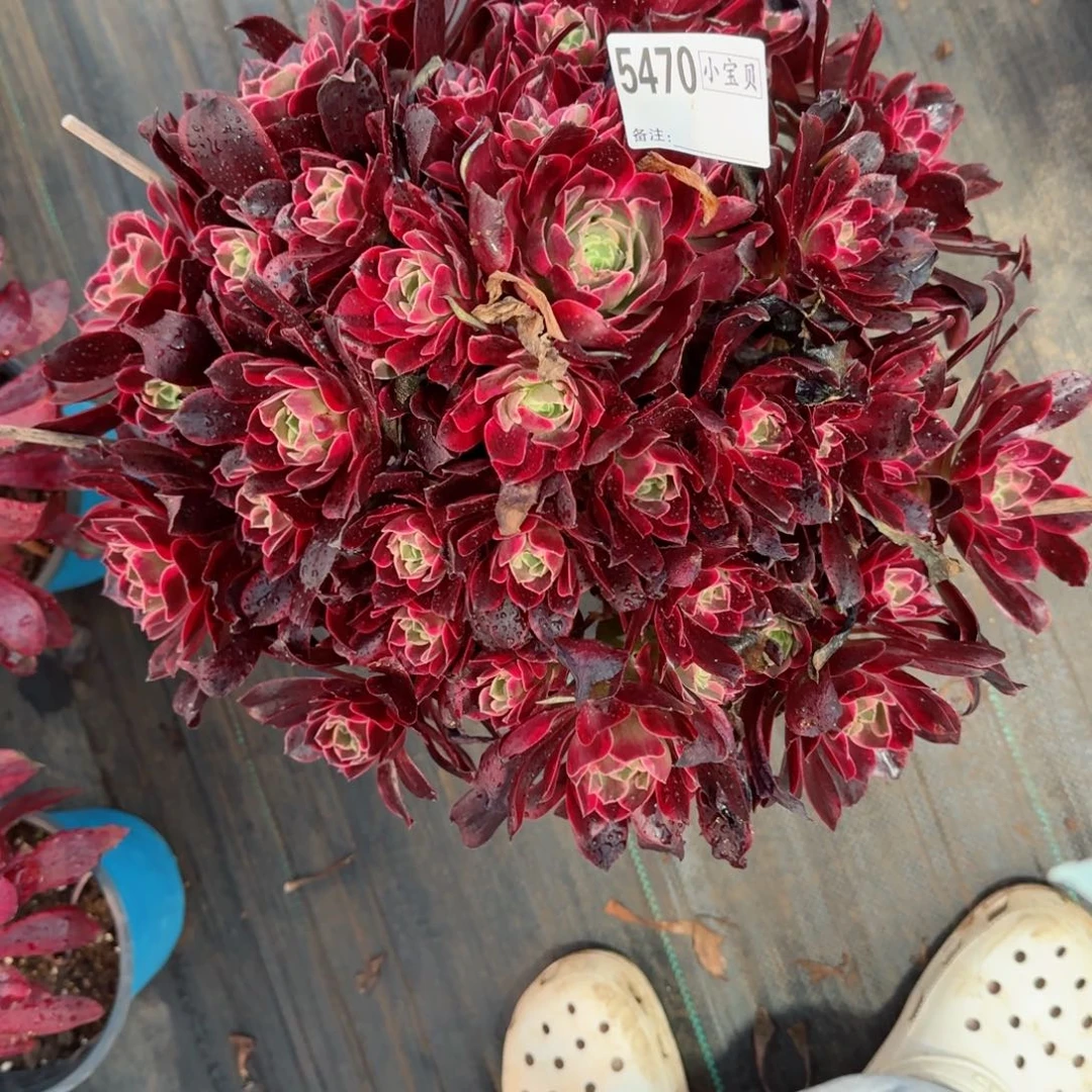 梧****T5470多肉金丝雀多肉多肉