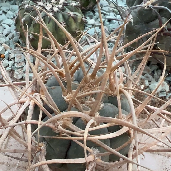 狂刺光琳玉。苗接落地自根出根芽。